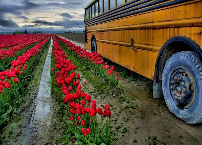 School bus in tulip field