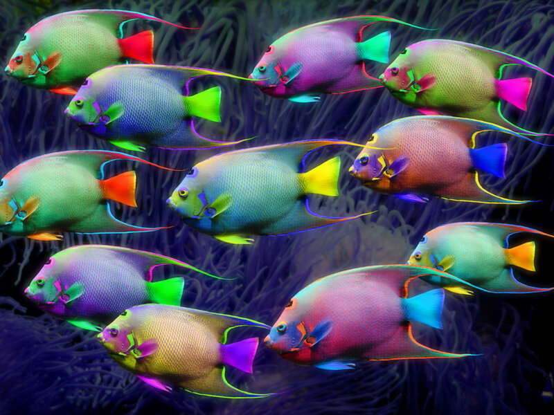 School of Angelfish