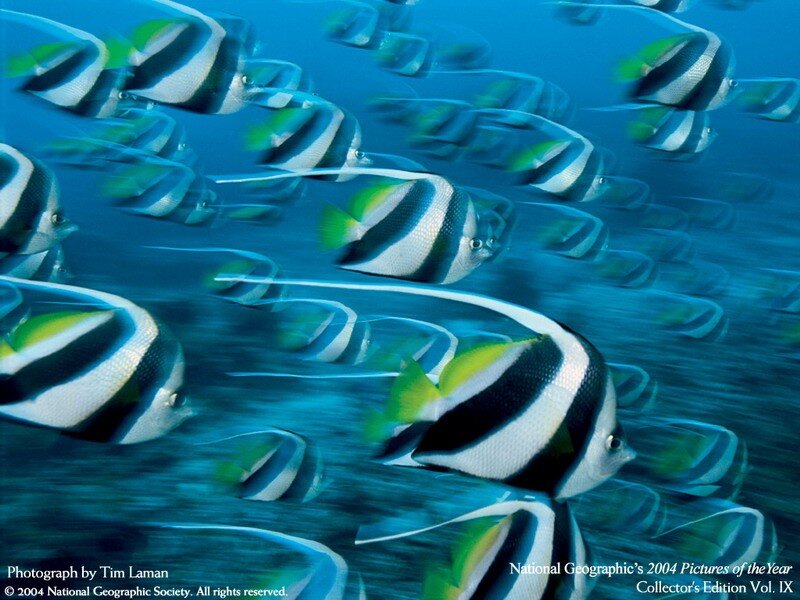 School of bannerfish in motion