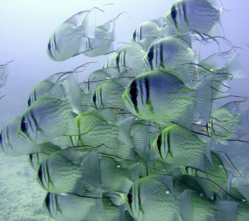 School of Bannerfish
