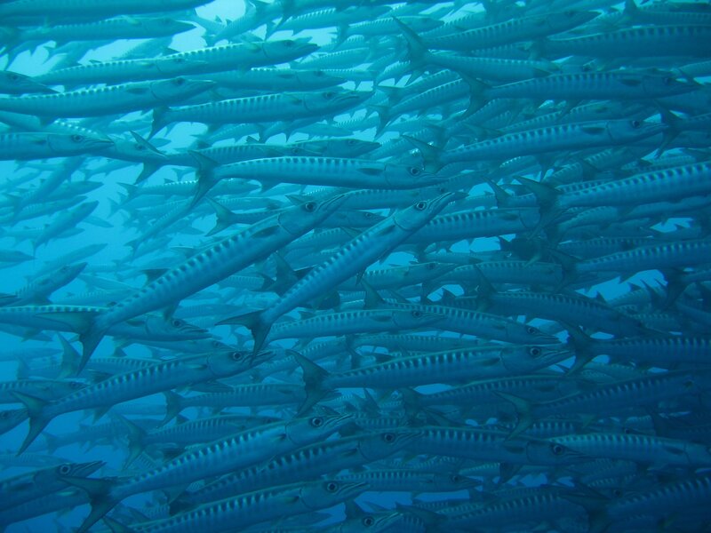 School of Barracuda — Blue, Calm, Photograph