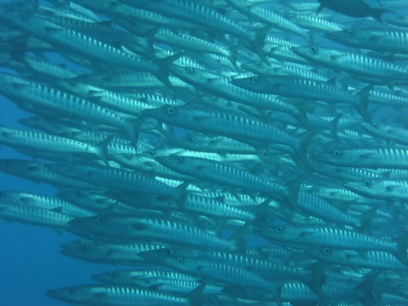 School of Barracuda — Blue, Calm