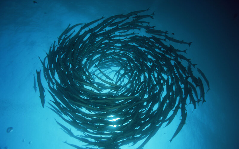 School of Barracuda — Blue, Dramatic