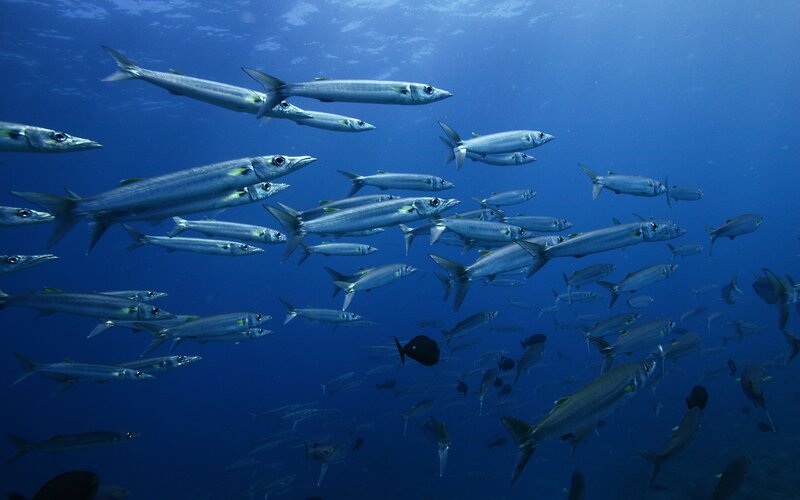 School of Barracuda — Blue, Serene, Photograph, Fish
