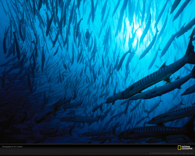 School of Barracuda — Blue