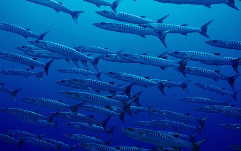 School of barracuda fish
