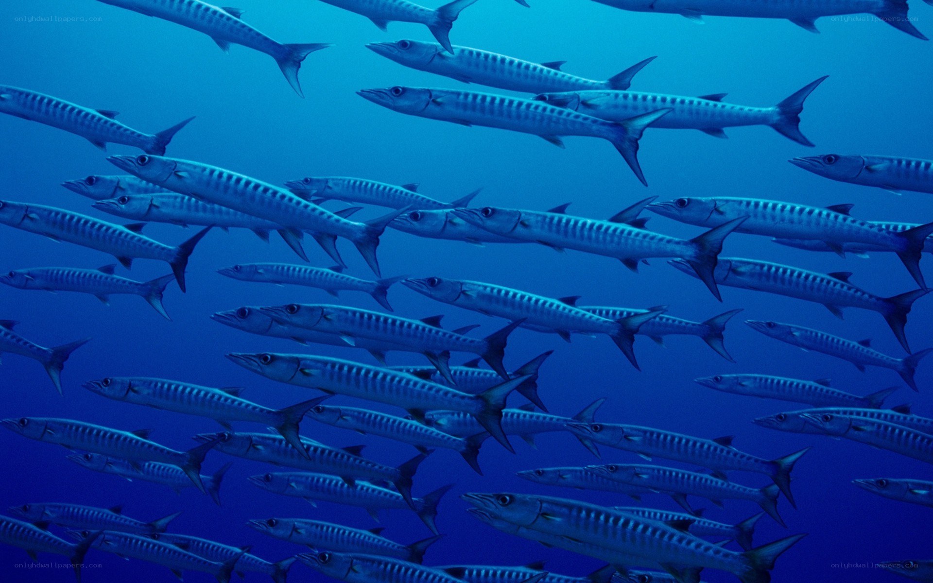 School of barracuda fish