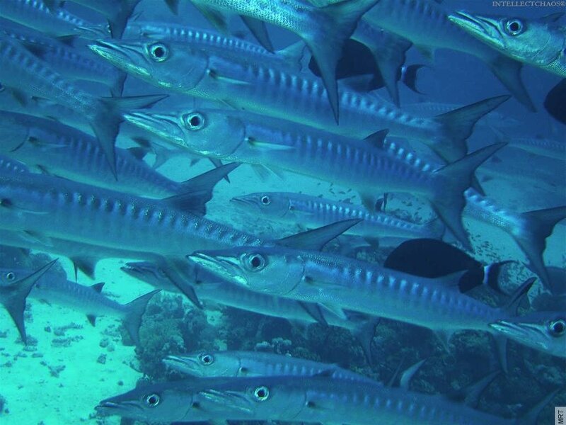 School of barracuda fish
