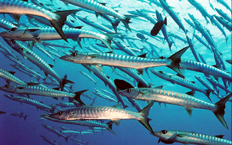 School of barracuda fish