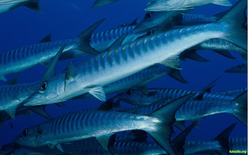 School of Barracuda Fish — Blue, Calm