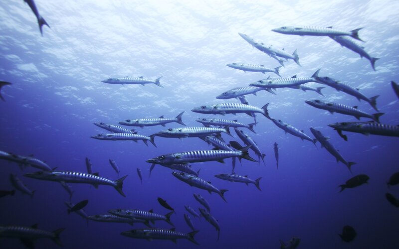 School of Barracuda Fish — Blue, Serene, Photograph, Ocean
