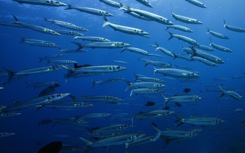 School of Barracuda Fish — Blue, Serene, Photograph
