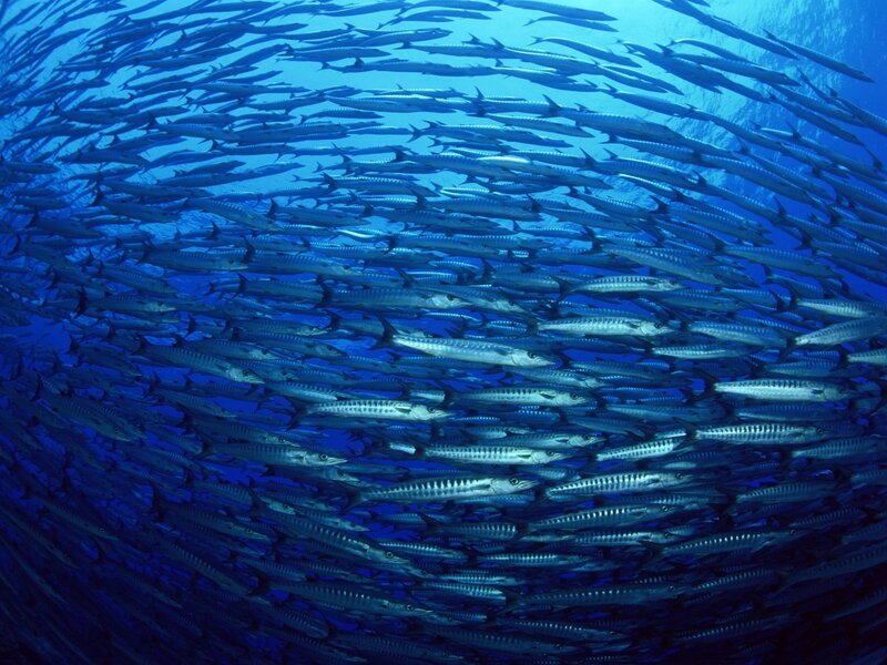 School of Barracuda Fish — Blue, Serene