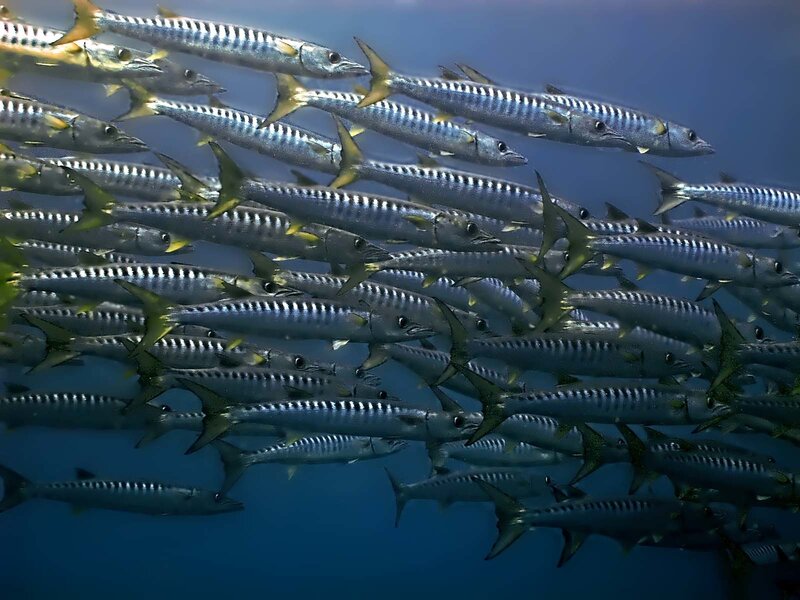 School of Barracuda Fish — Blue