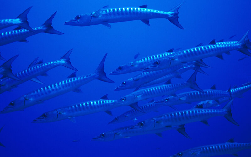 school of barracuda fish