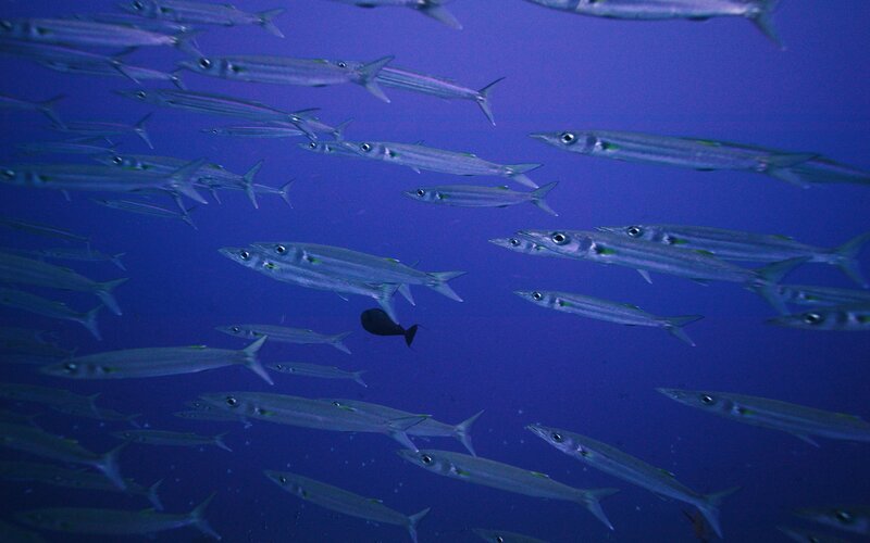 School of barracuda in blue water