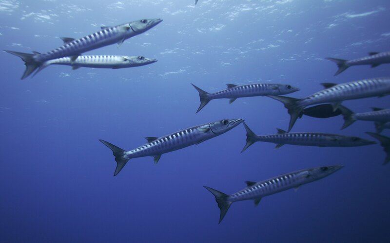 School of barracuda in blue water