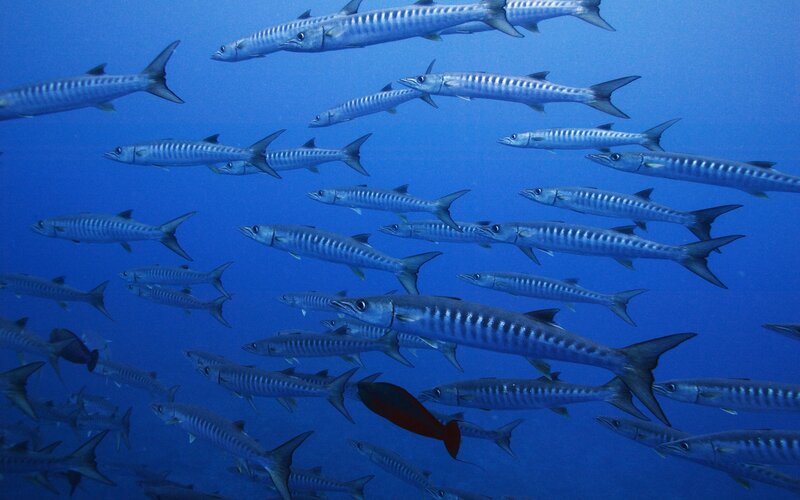 School of barracuda in blue water