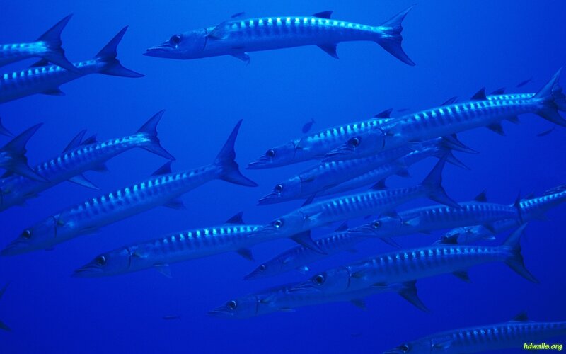 School of Barracuda
