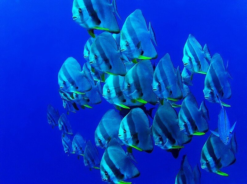 School of batfish in blue water