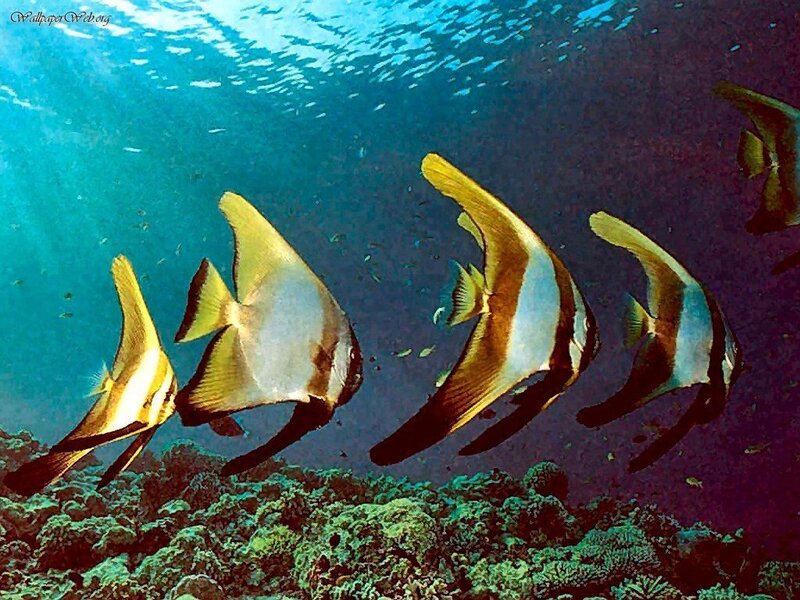 School of Batfish