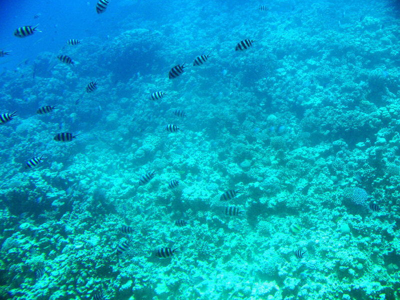 School of Black-and-white Fish