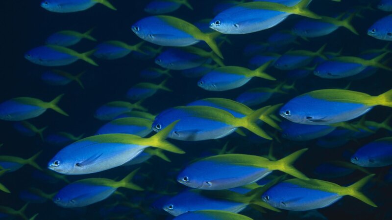 school of blue and yellow fish