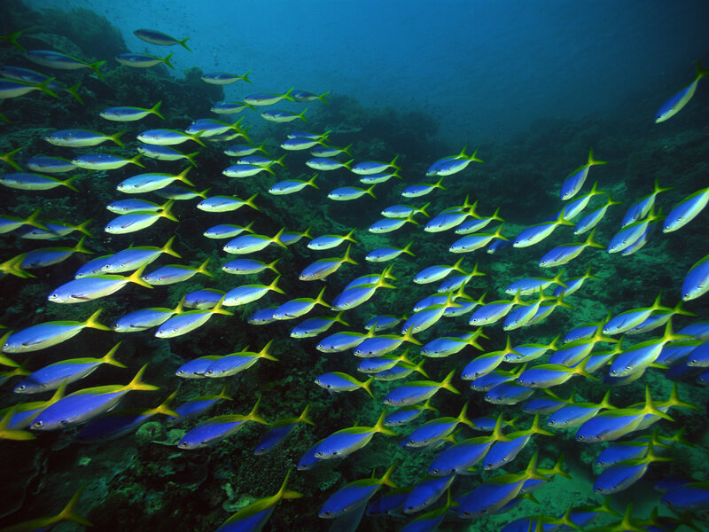 School of Blue and Yellow Fish — Serene, Photograph