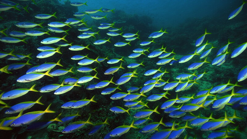 School of blue and yellow fish