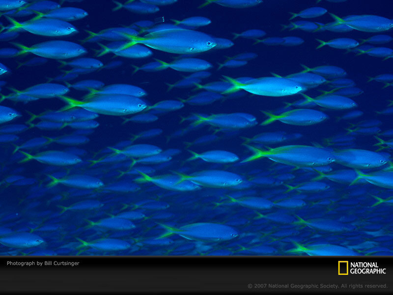 School of blue fish