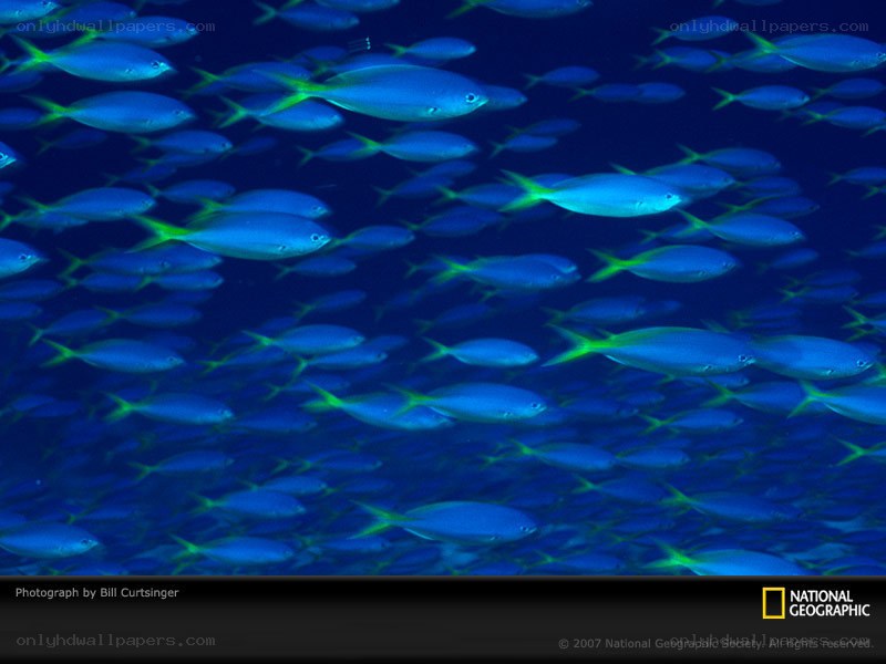 School of blue fish