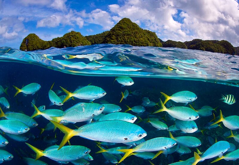 School of Blue Fish — Serene, Afternoon