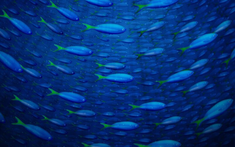 School of Blue Fish — Serene, Digital Art, Bubbles, Green