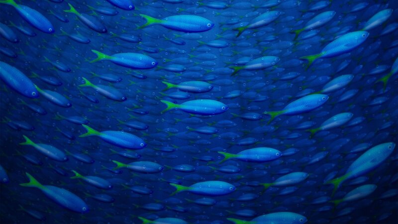 School of Blue Fish — Serene