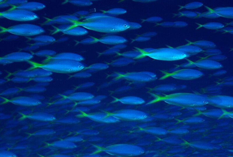 School of blue fish underwater