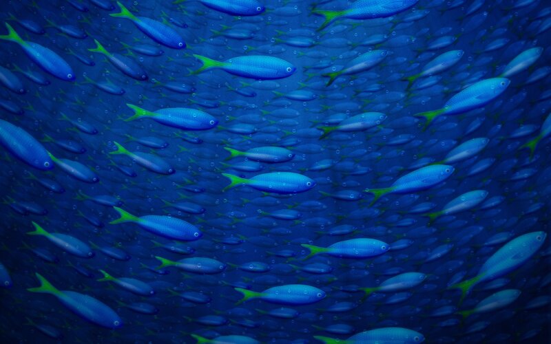 School of blue fish underwater
