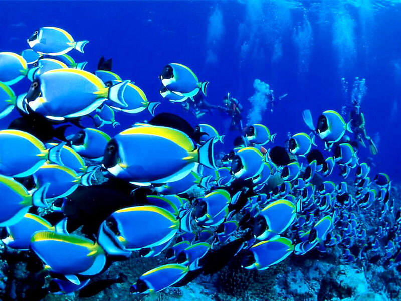 School of Blue Surgeonfish — Serene