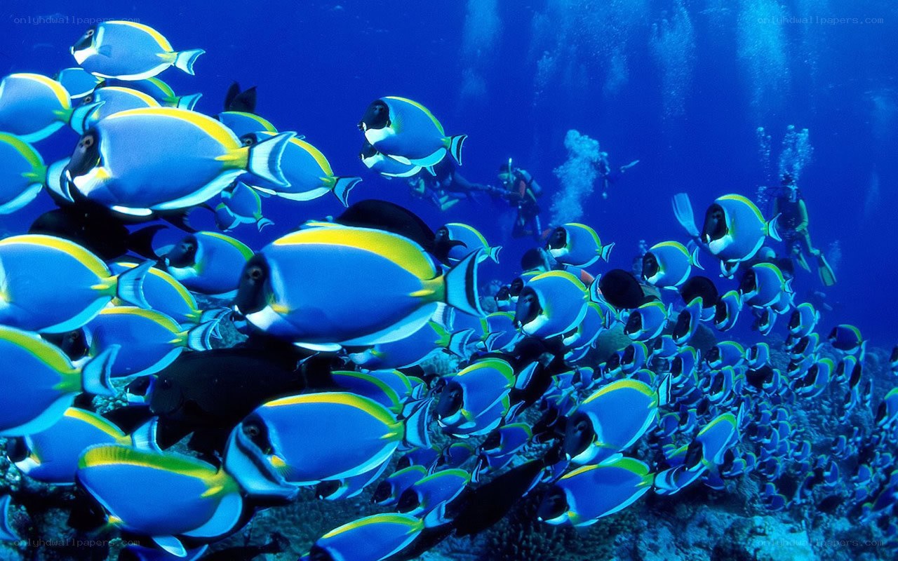 School of blue surgeonfish
