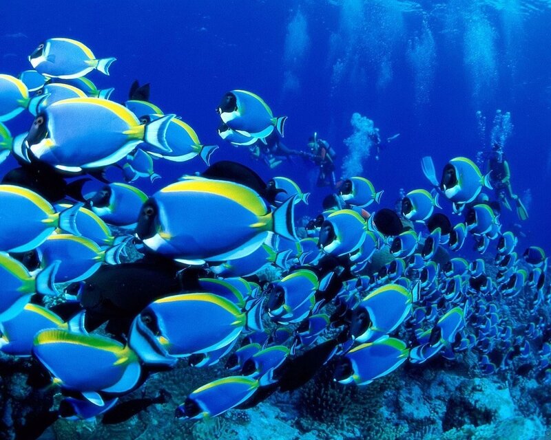 School of Blue Tang Fish — Serene, Photograph