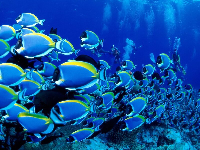 School of Blue Tang Fish — Serene