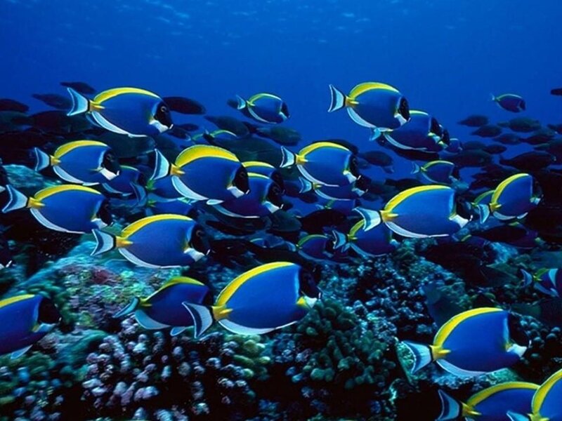 School of blue tang fish