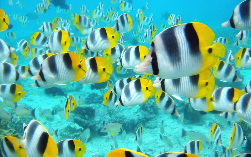 school of butterfly fish