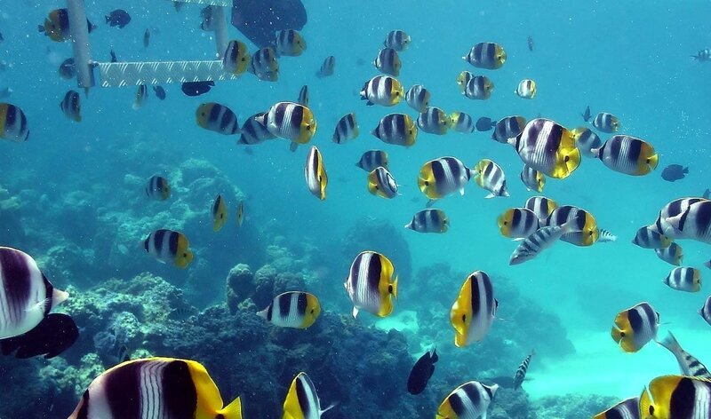 school of butterfly fish