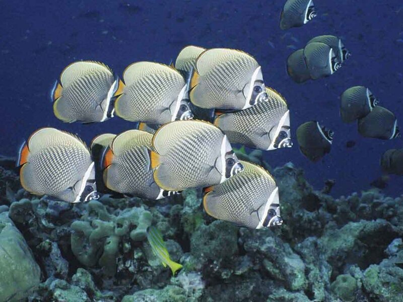 School of butterfly fish