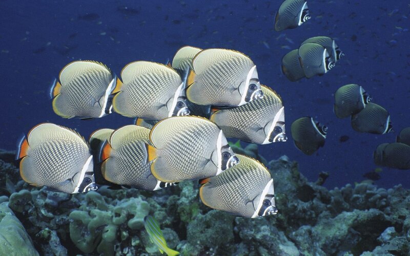 School of butterfly fish