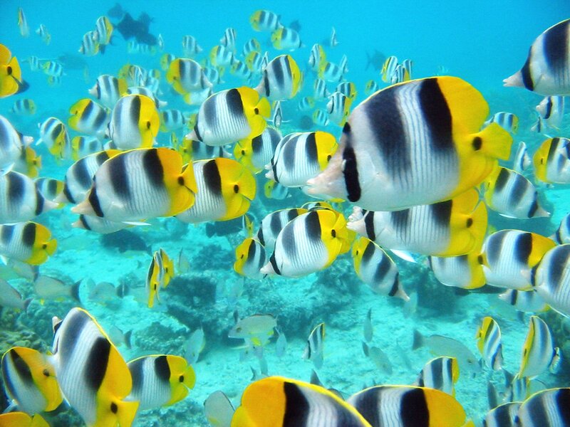 school of butterfly fish