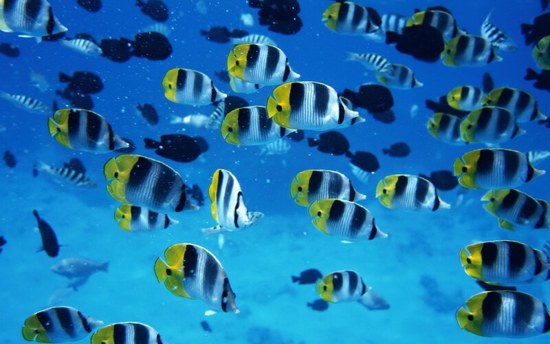 school of butterfly fish
