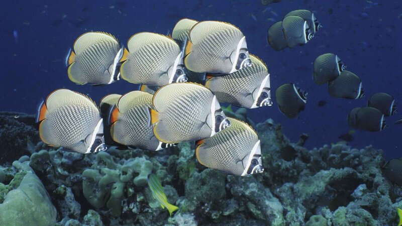 School of butterfly fish