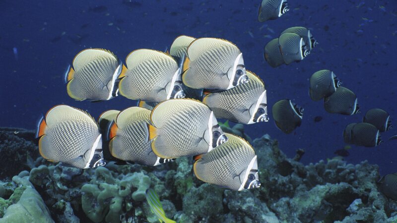 School of butterfly fish