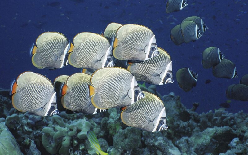 School of butterfly fish